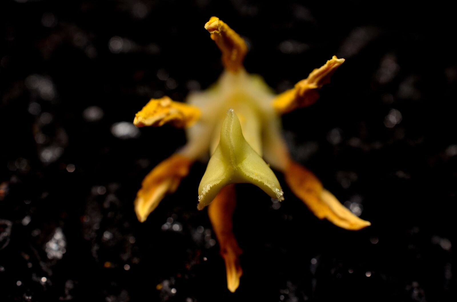 Nikon D5100 sample photo. Stamens, macro, yellow photography