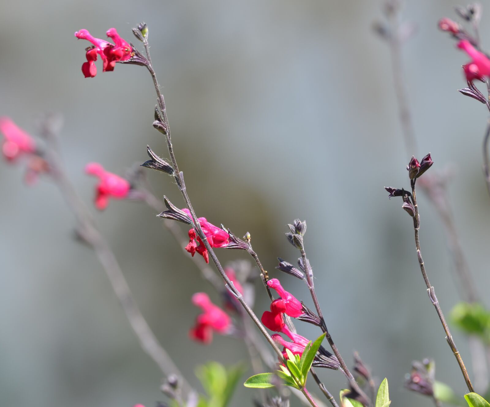 Nikon D5100 sample photo. Flower, pink, nature photography