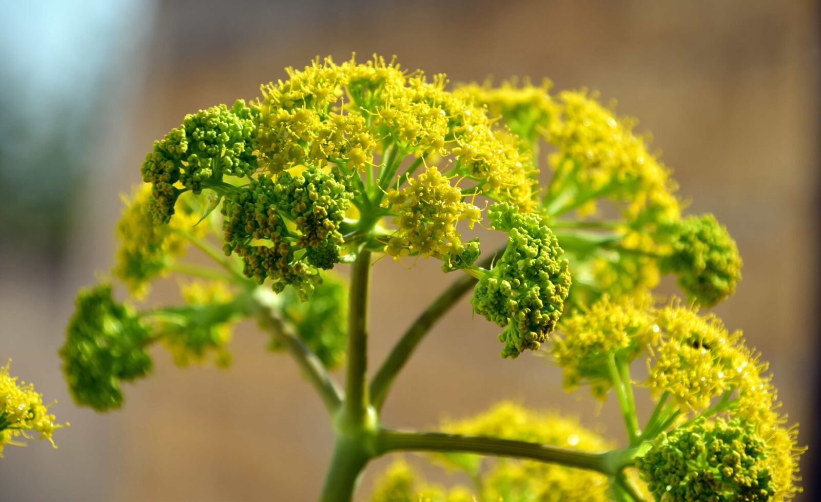 Nikon D3300 sample photo. Nature, leaf, flora, flower photography