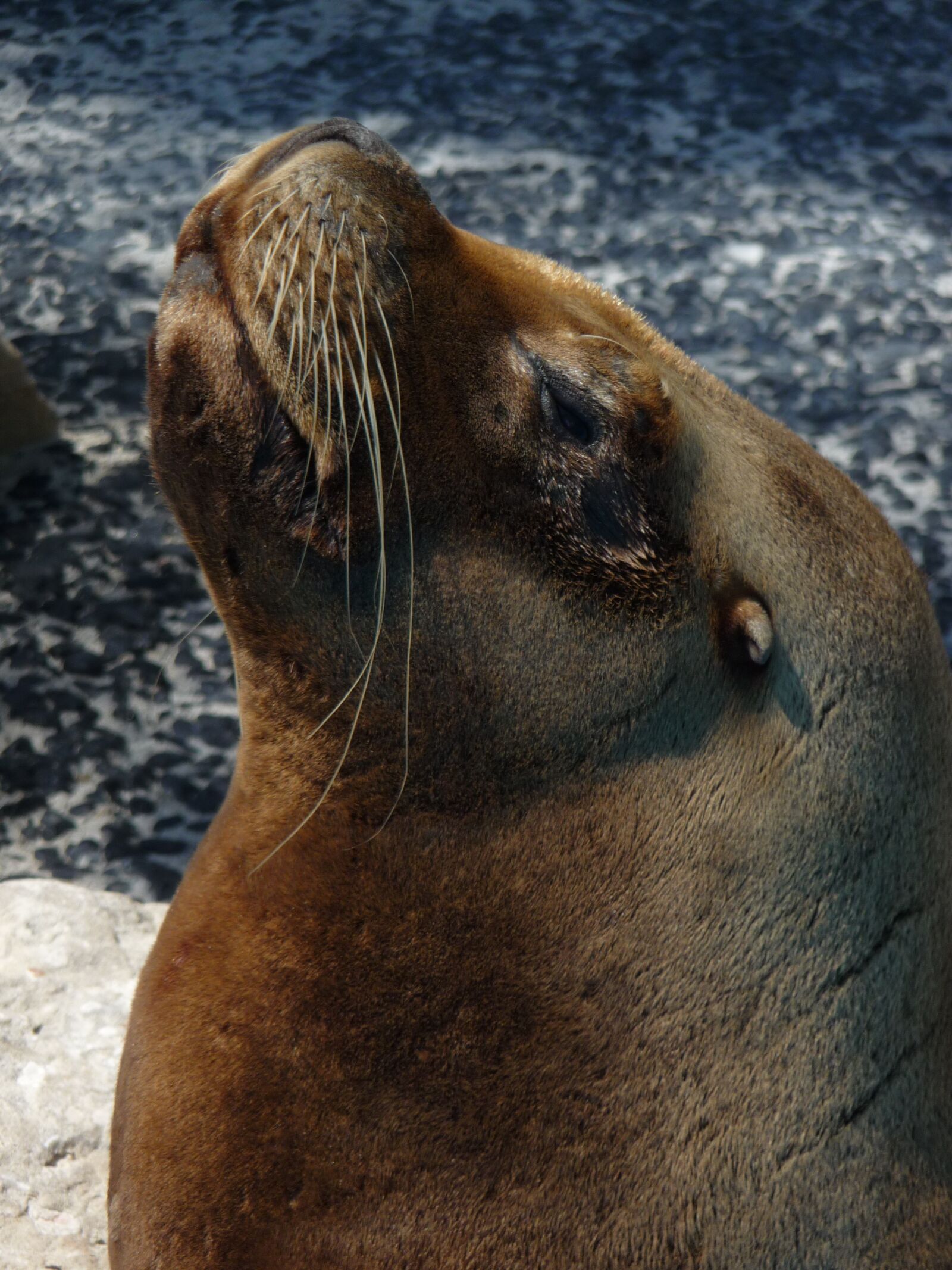 Panasonic Lumix DMC-TZ5 sample photo. Animal, sealion, sea photography