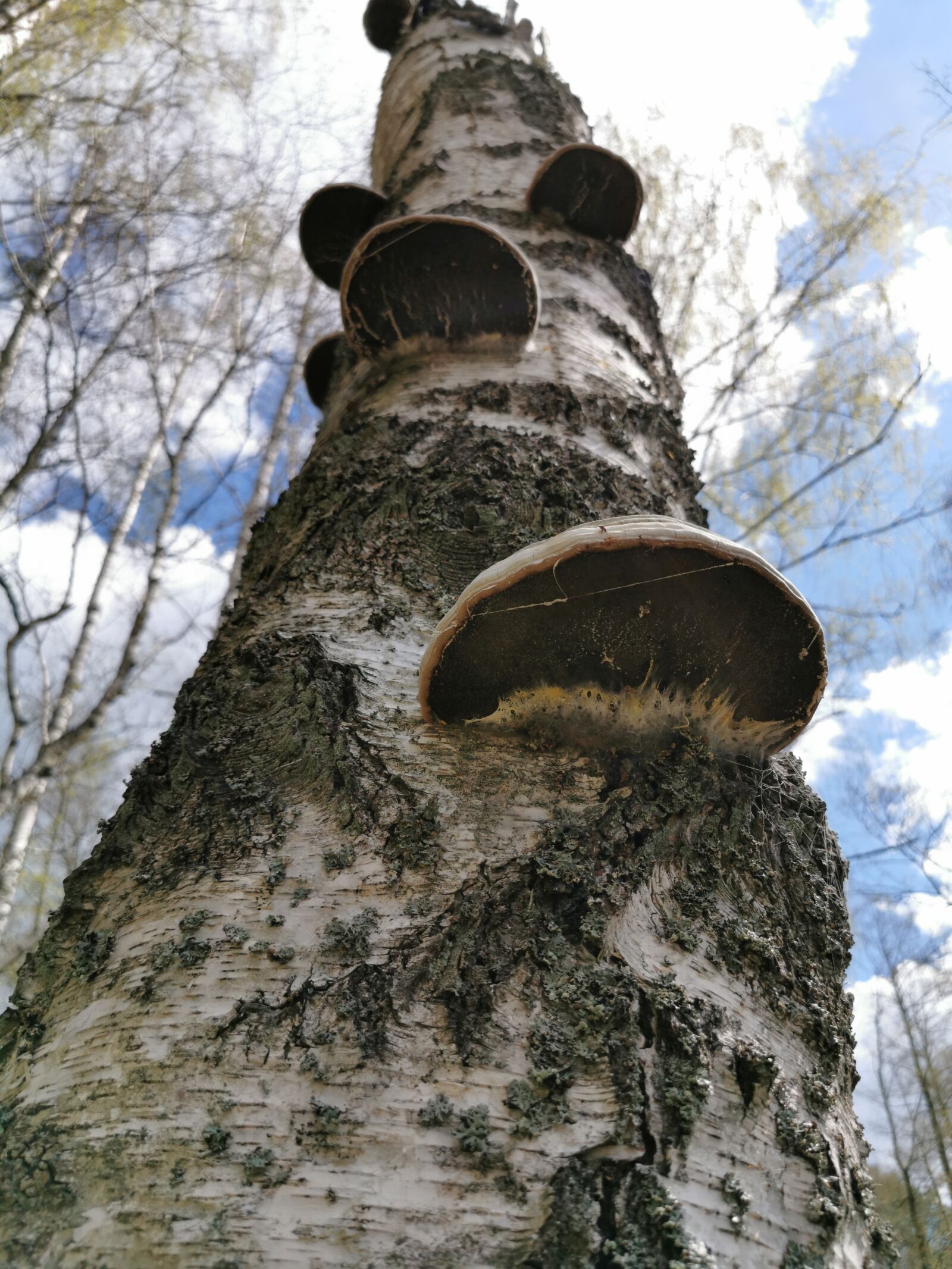 HUAWEI P30 Pro sample photo. Mushrooms, hub, forest photography