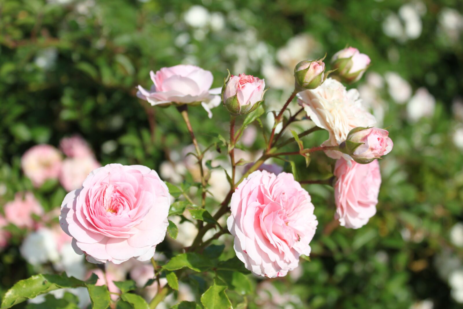 Canon EOS 500D (EOS Rebel T1i / EOS Kiss X3) sample photo. Garden, roses, flower photography