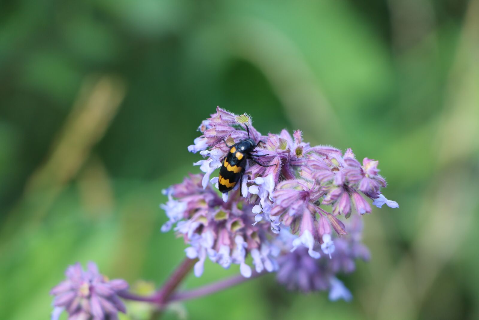 Canon EOS 760D (EOS Rebel T6s / EOS 8000D) sample photo. Bee, wasp, purple flower photography