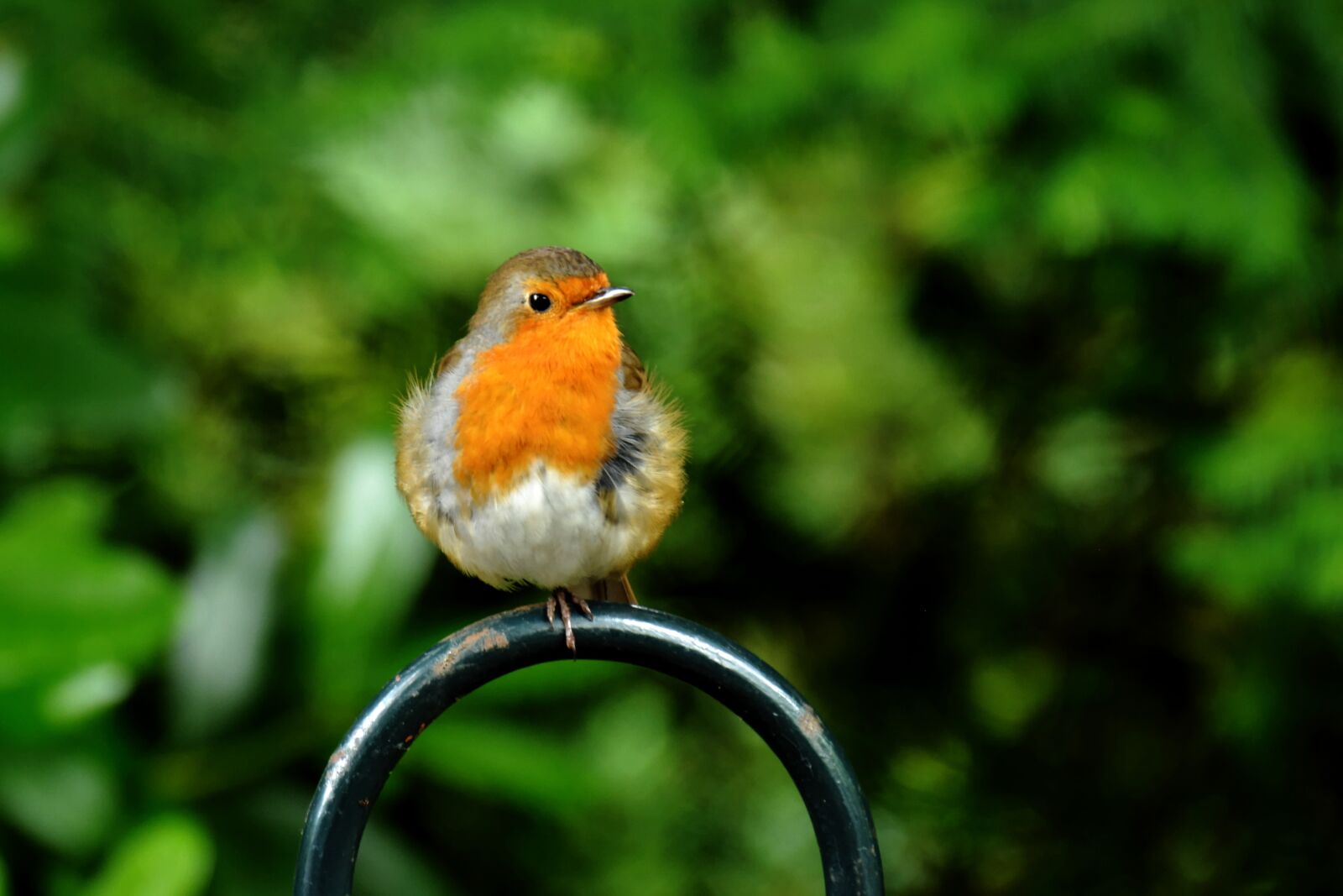 Nikon D7100 sample photo. Robin, bird, plumage photography