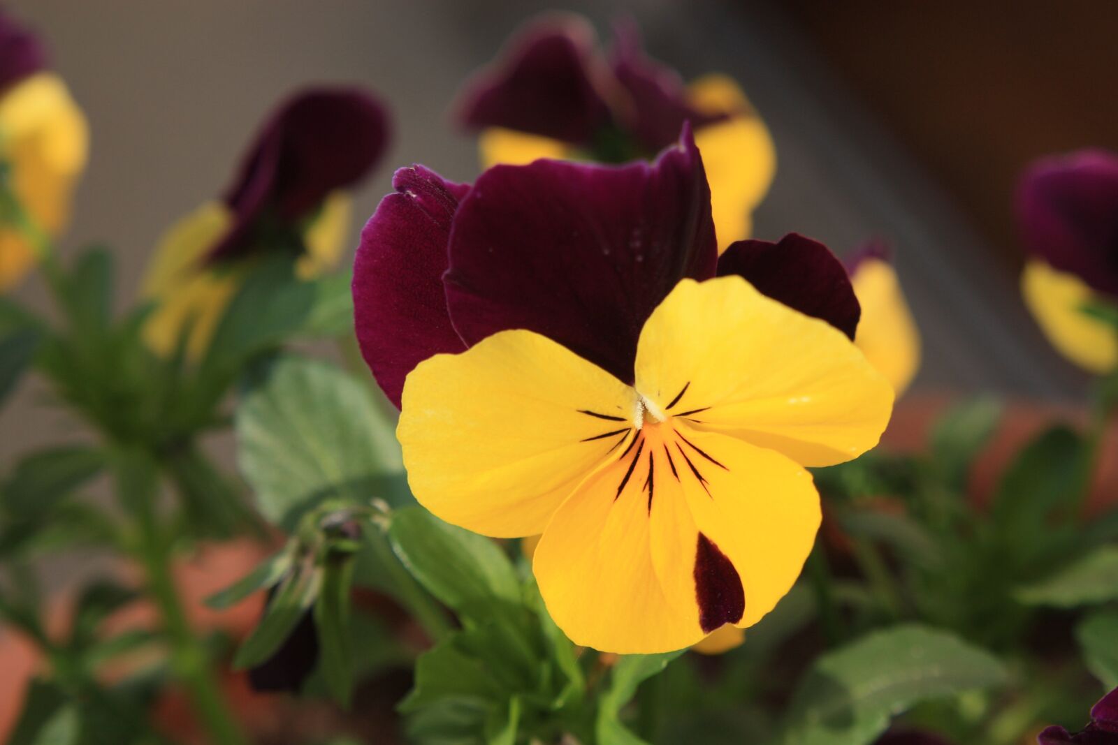 Canon EOS 450D (EOS Rebel XSi / EOS Kiss X2) sample photo. Pansy, spring, spring flower photography