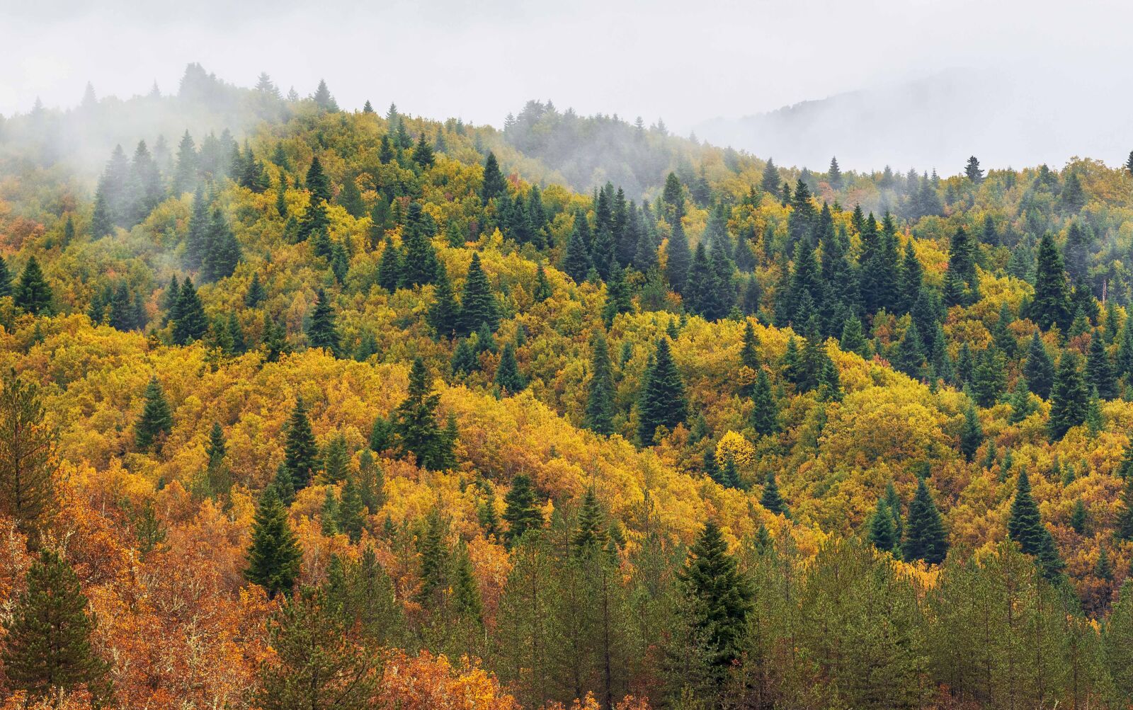 Nikon D7200 sample photo. Trees, nature, fall photography