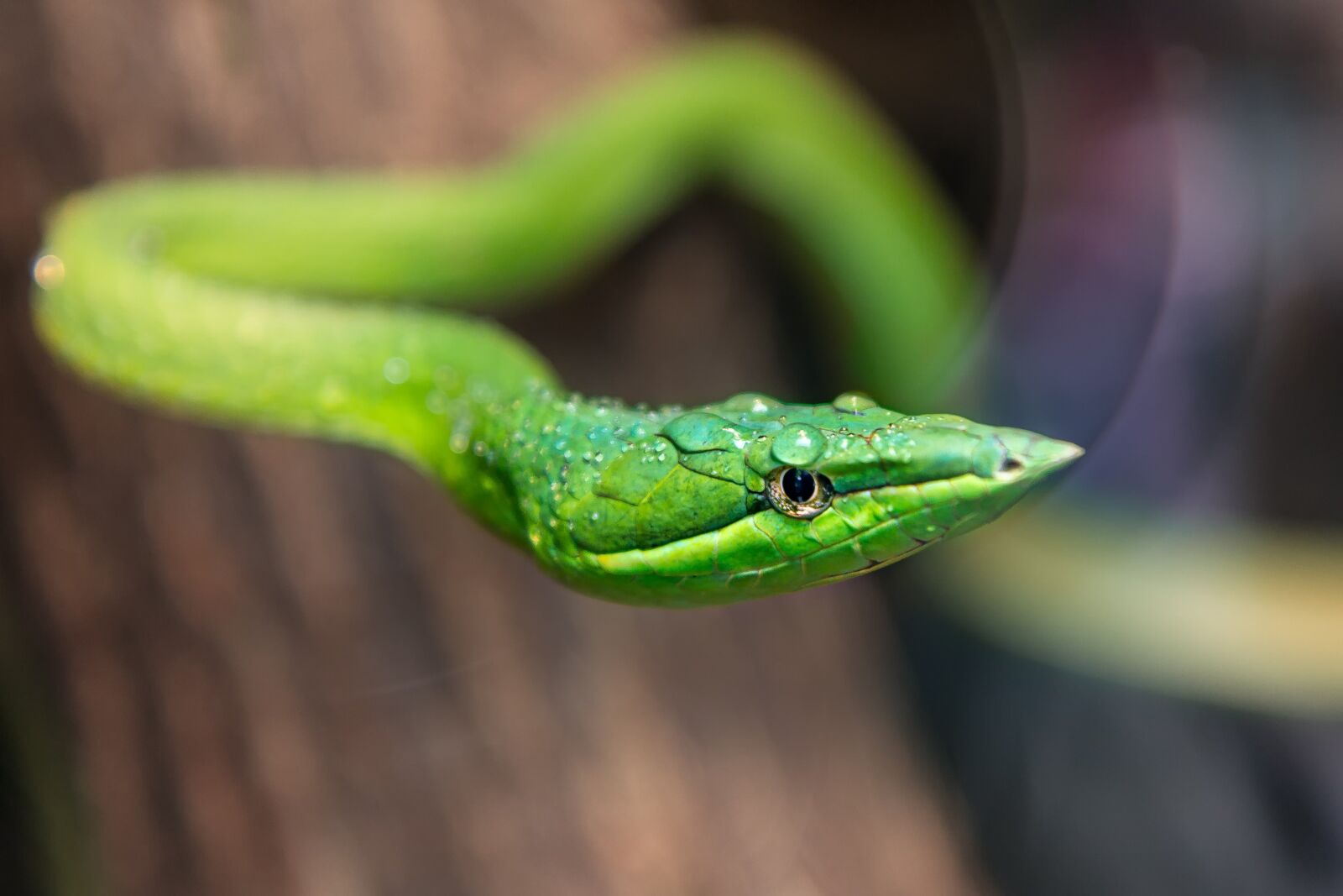 Canon EOS 60D + Sigma 12-24mm f/4.5-5.6 EX DG ASPHERICAL HSM + 1.4x sample photo. Zoo, green snake, reptile photography