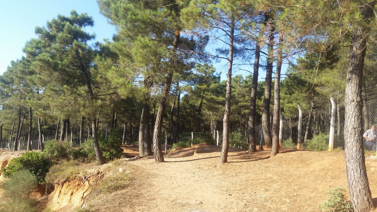 Samsung Galaxy S5 sample photo. Forest, pine tree, nature photography