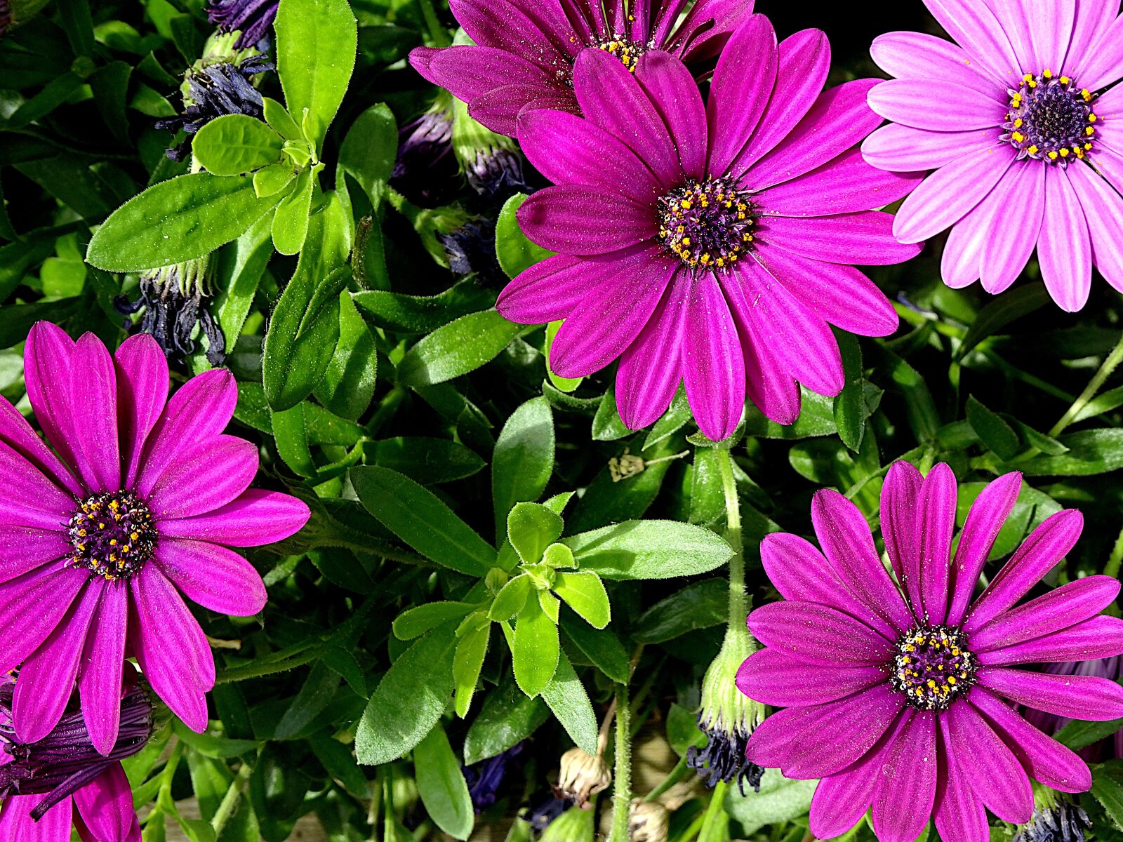 Sony Cyber-shot DSC-HX90V sample photo. Flowers, plants, color purple photography