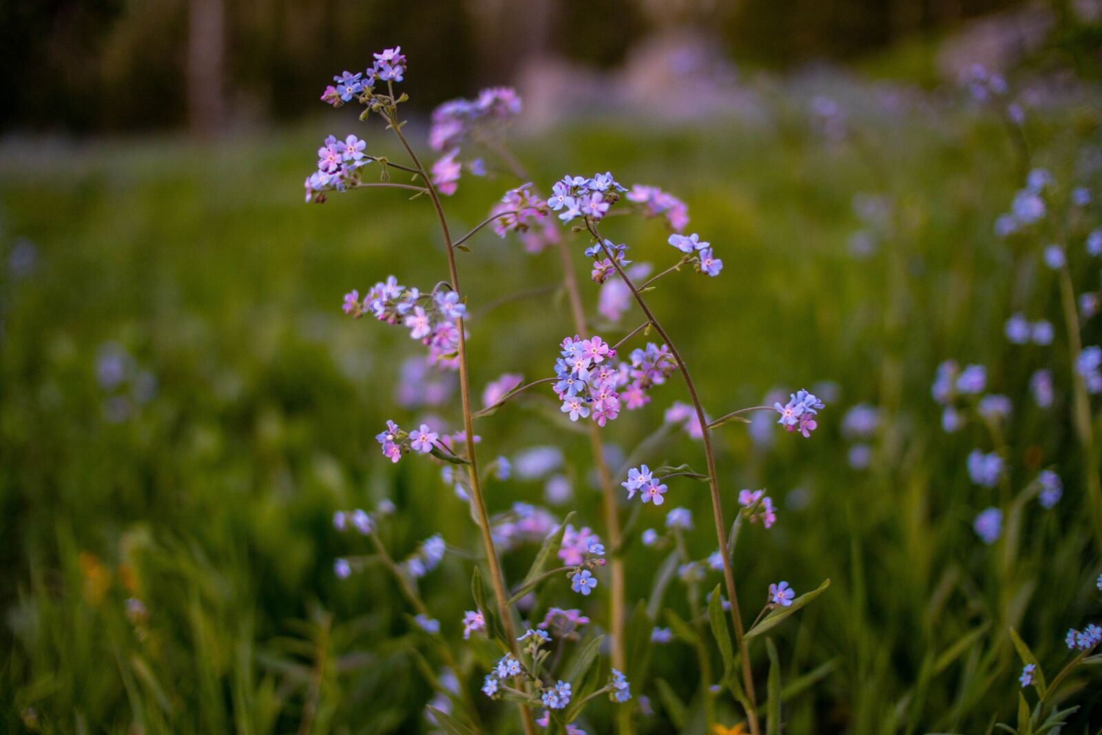 Canon EOS M50 (EOS Kiss M) sample photo. Flowers, plant, wildflowers photography