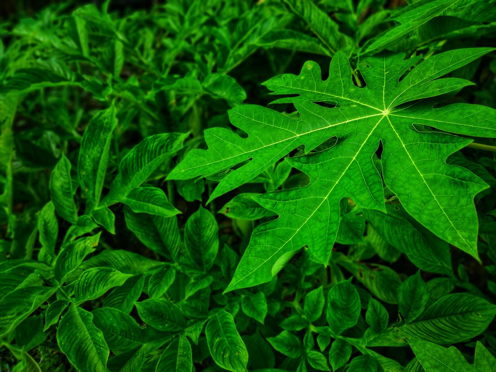 Xiaomi Redmi Note 5 sample photo. Green leaf, papaya leaf photography