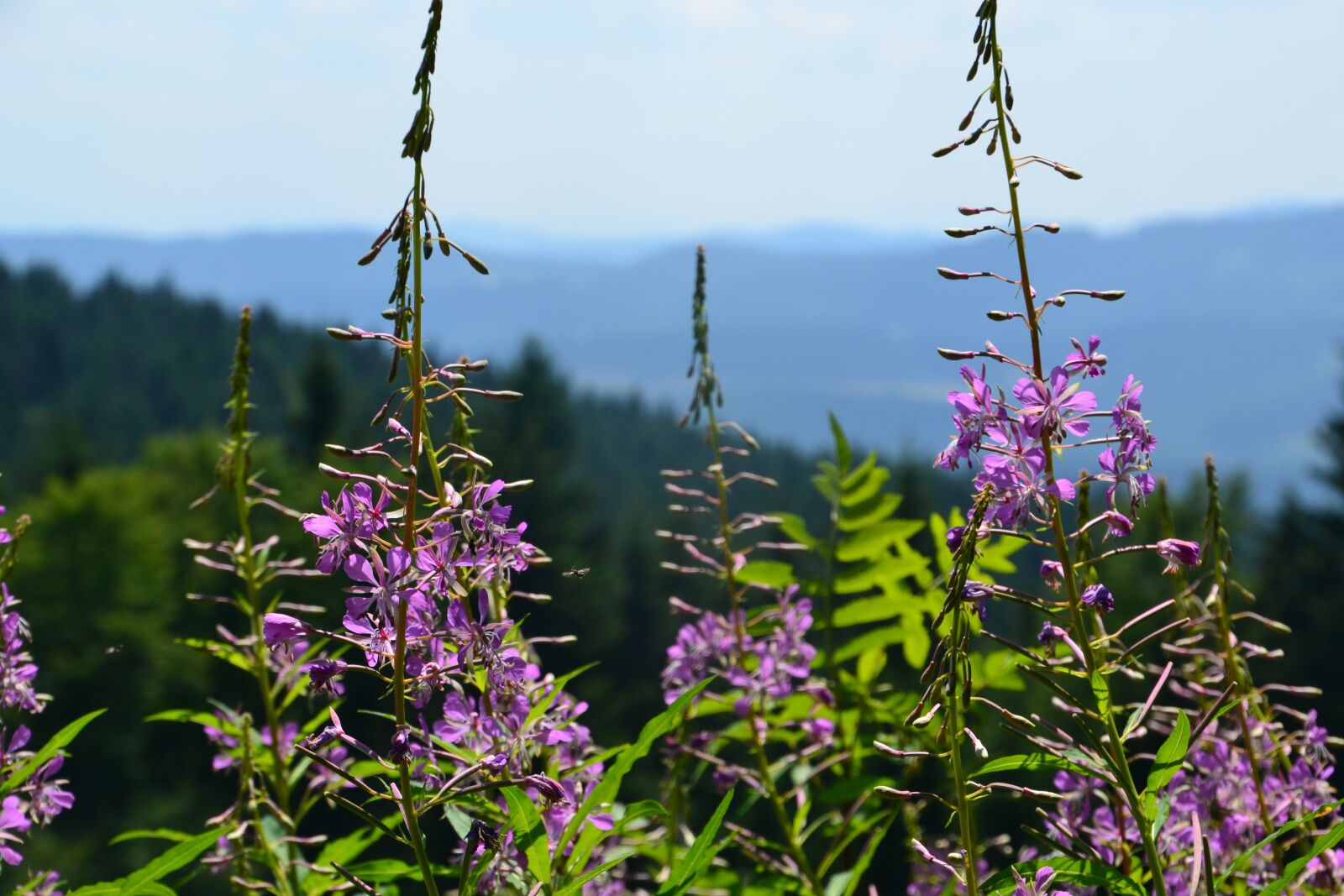Nikon D3100 sample photo. Mountains, summer, landscape photography