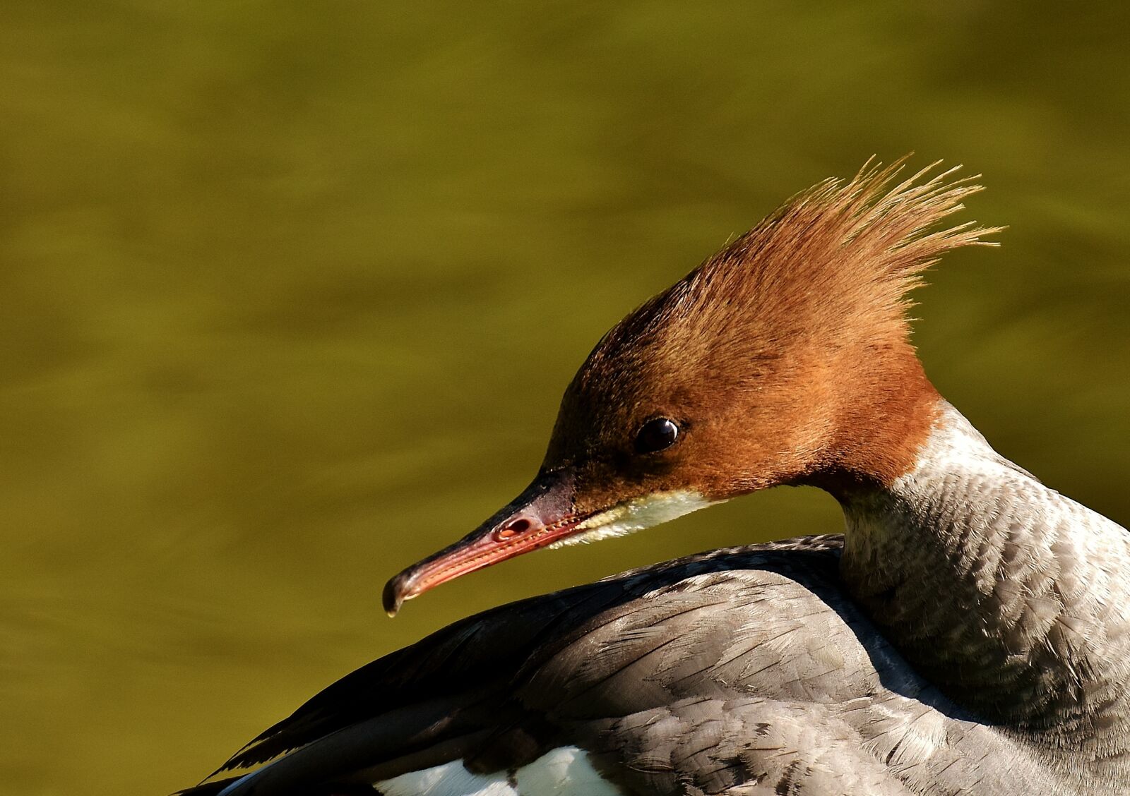 Nikon D7200 sample photo. Merganser, mergus merganser, duck photography