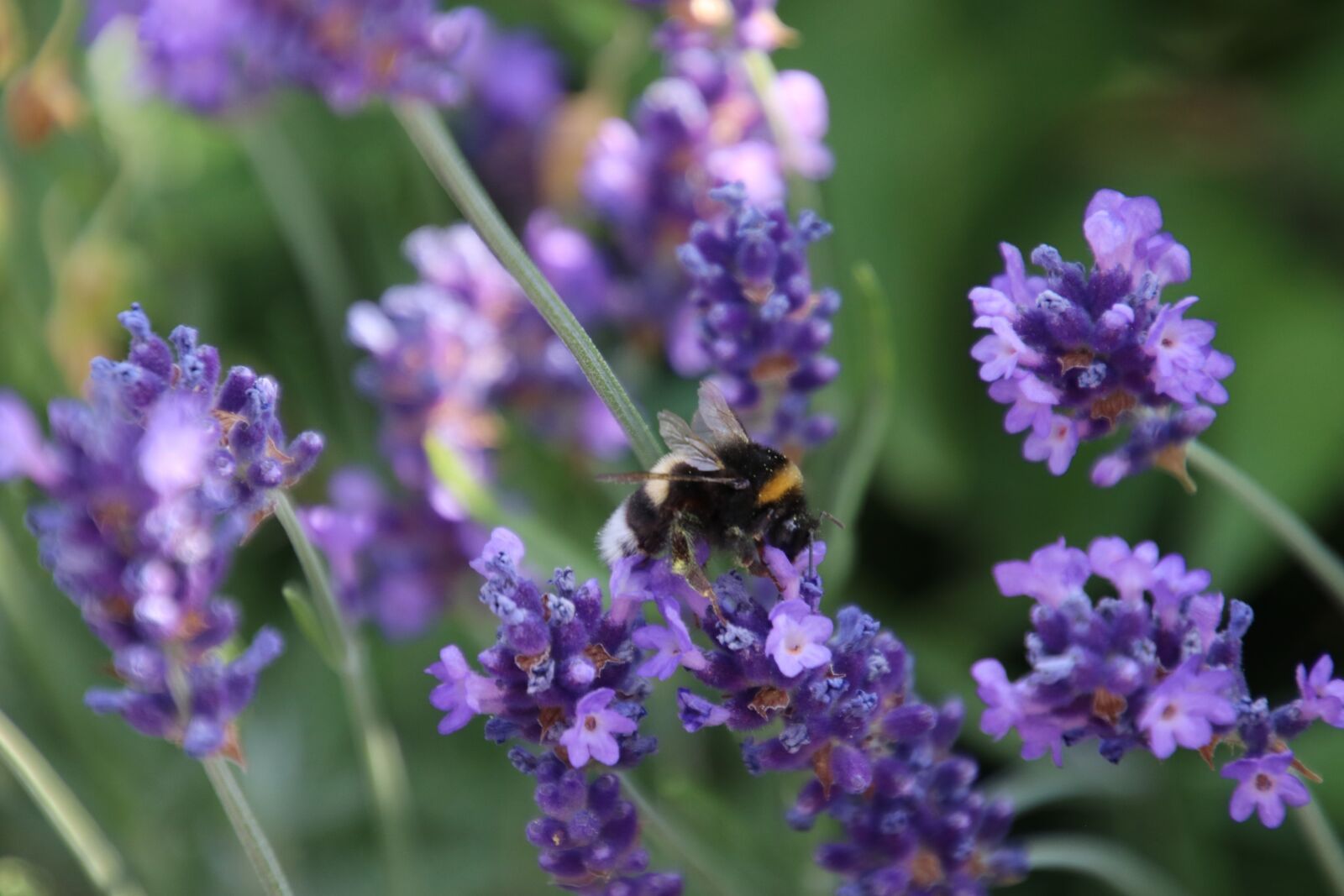 Canon EOS 80D sample photo. Lavender, nectar, pollination photography