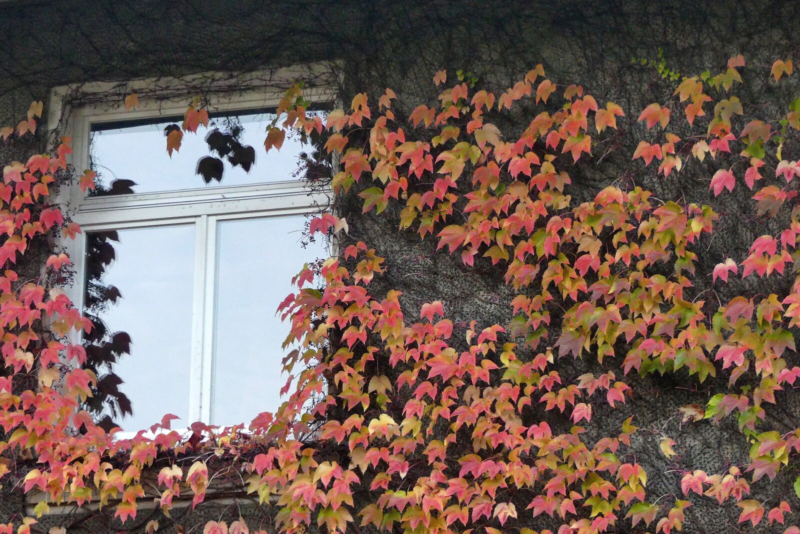 Panasonic Lumix DMC-FZ300 sample photo. Window, autumn, light photography