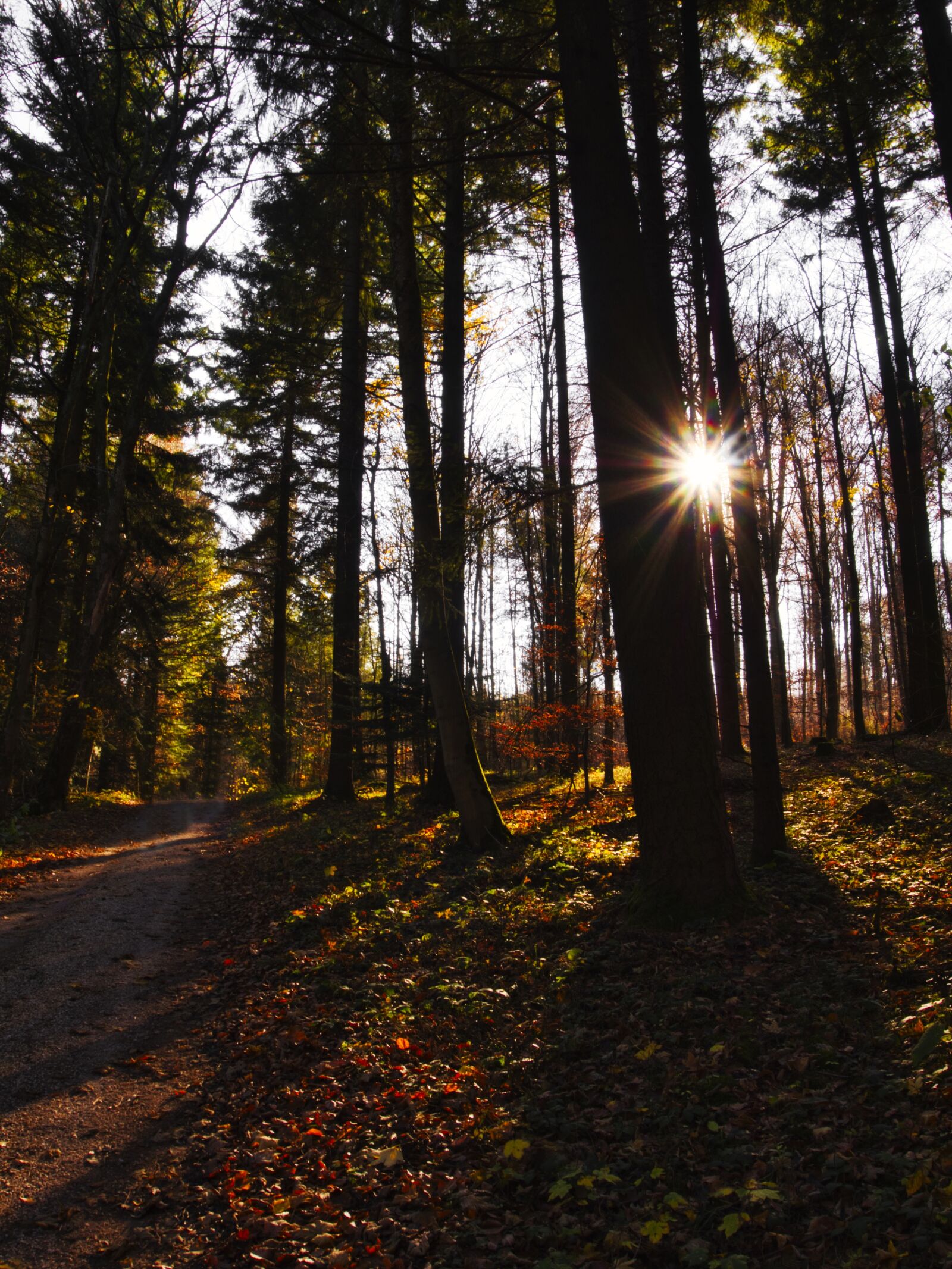 Panasonic Lumix DMC-GX8 sample photo. Forest, sun, landscape photography