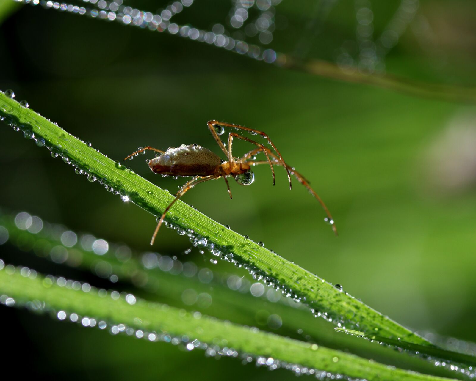 Canon EOS 7D Mark II sample photo. Spider, wet, spider web photography