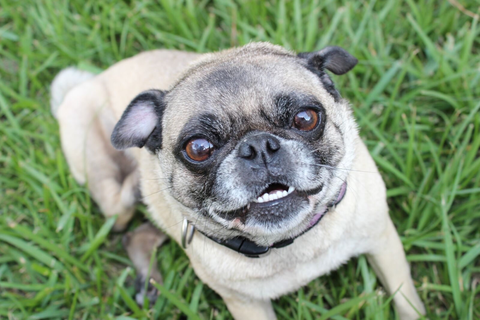 Canon EOS 600D (Rebel EOS T3i / EOS Kiss X5) sample photo. Pug, puppy, animal photography