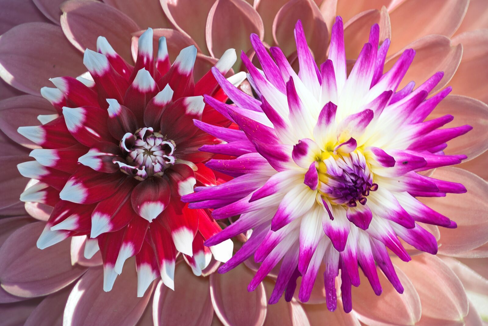 Nikon D3000 sample photo. Dahlia, background, flowers photography