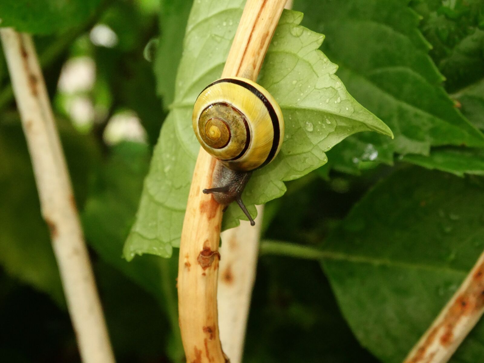 Sony Cyber-shot DSC-HX300 sample photo. Snail, nature, crawl photography