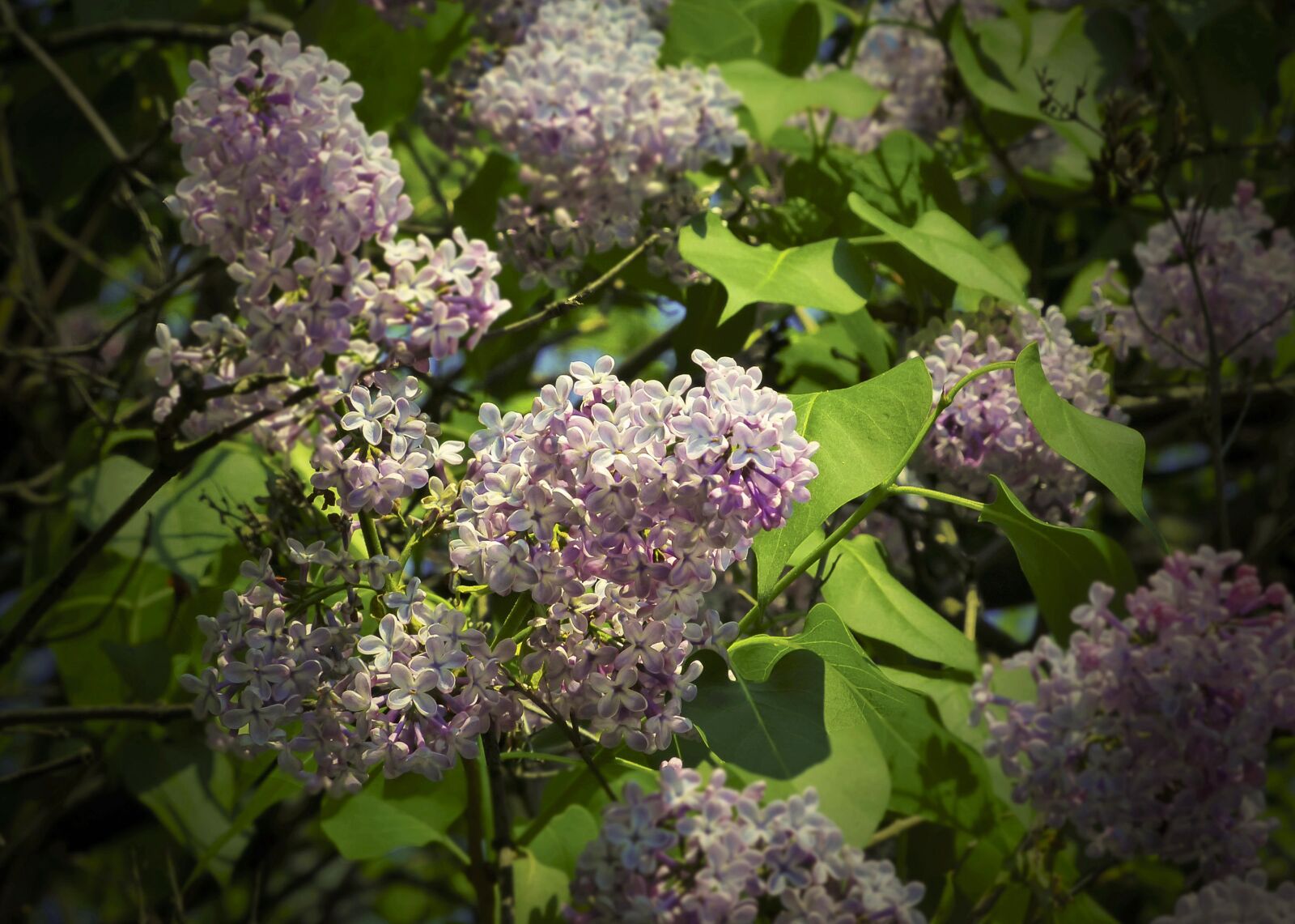 Panasonic Lumix DMC-FZ200 sample photo. Lilac, flowers, spring photography