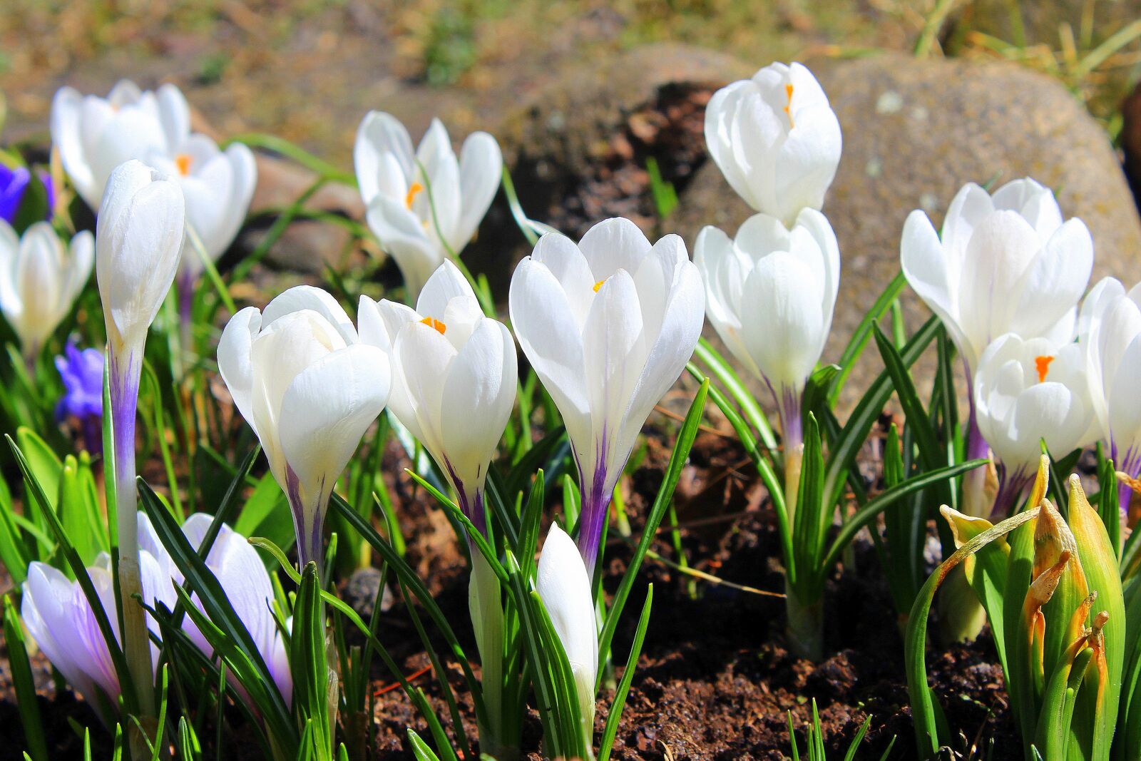 Canon EOS 1200D (EOS Rebel T5 / EOS Kiss X70 / EOS Hi) sample photo. Crocus, white, spring flowers photography