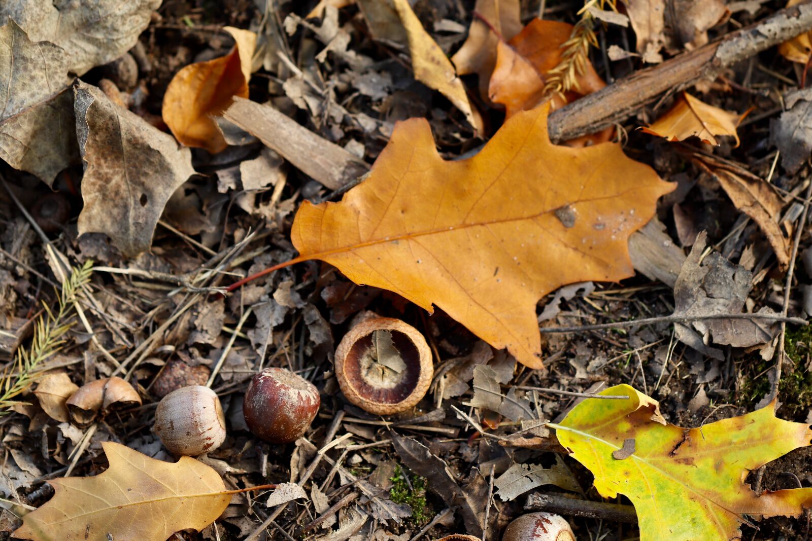 Canon EOS 800D (EOS Rebel T7i / EOS Kiss X9i) sample photo. Forest floor, fall foliage photography
