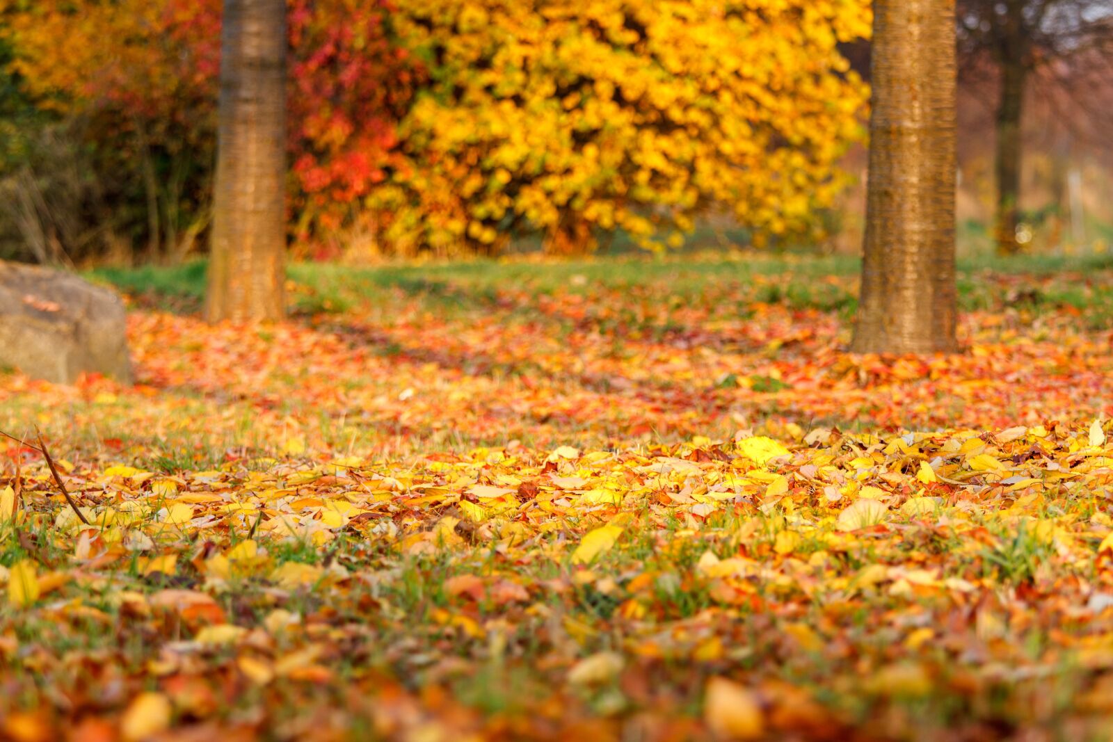 Canon EOS 7D + Canon EF 70-200mm F4L IS USM sample photo. Autumn, leaves, leaf photography