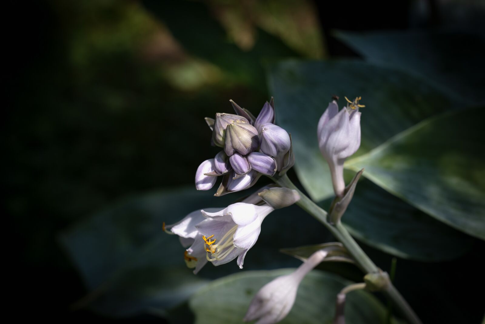 Nikon D750 sample photo. Plant, blossom, bloom photography