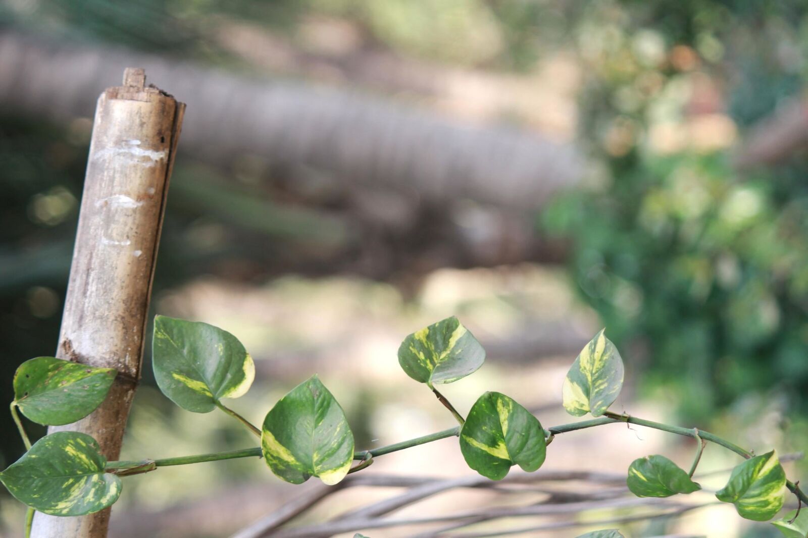 Canon EOS 600D (Rebel EOS T3i / EOS Kiss X5) sample photo. Plant, bamboo, garden, green photography