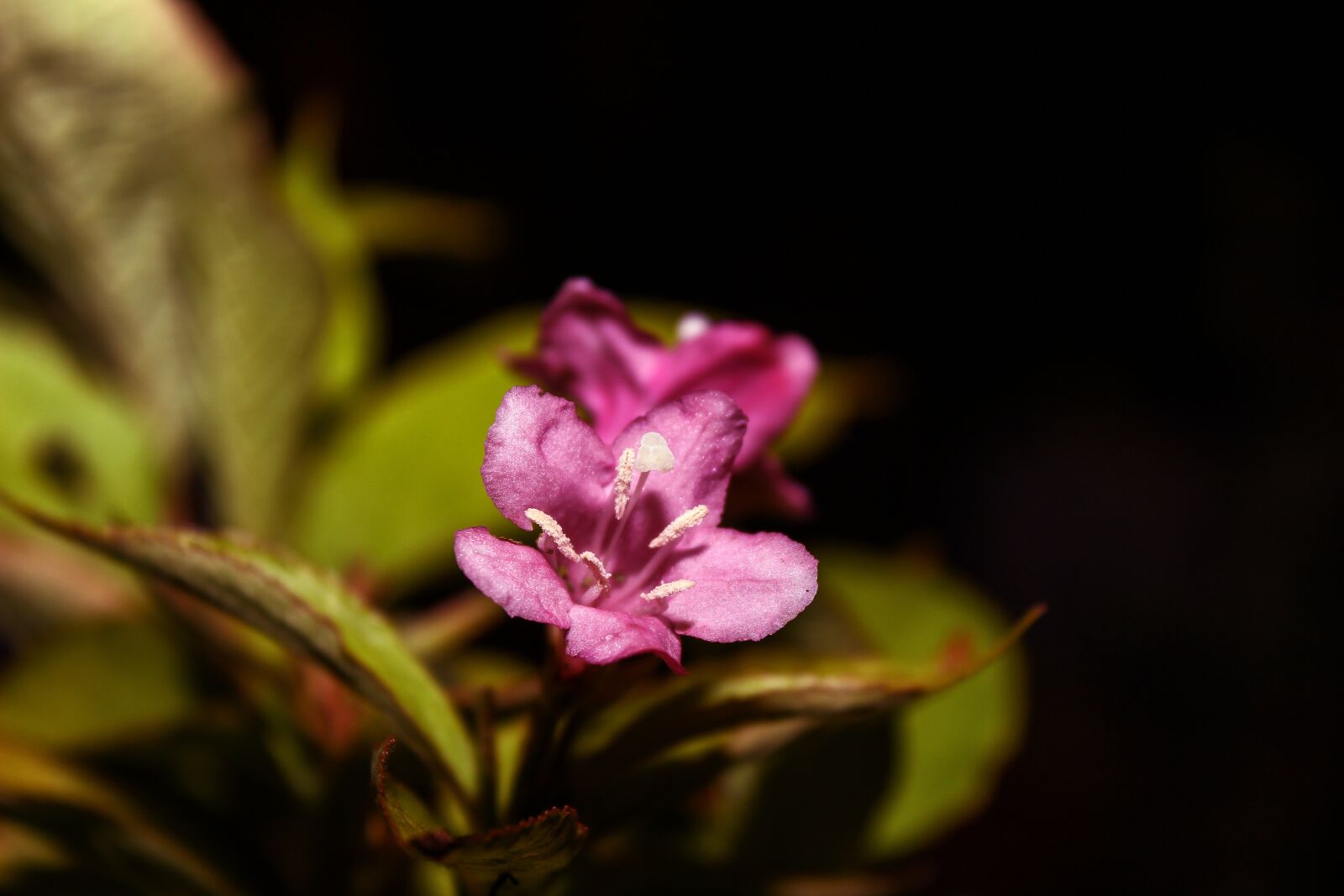 Canon EOS 600D (Rebel EOS T3i / EOS Kiss X5) sample photo. Plant, flower, nature photography