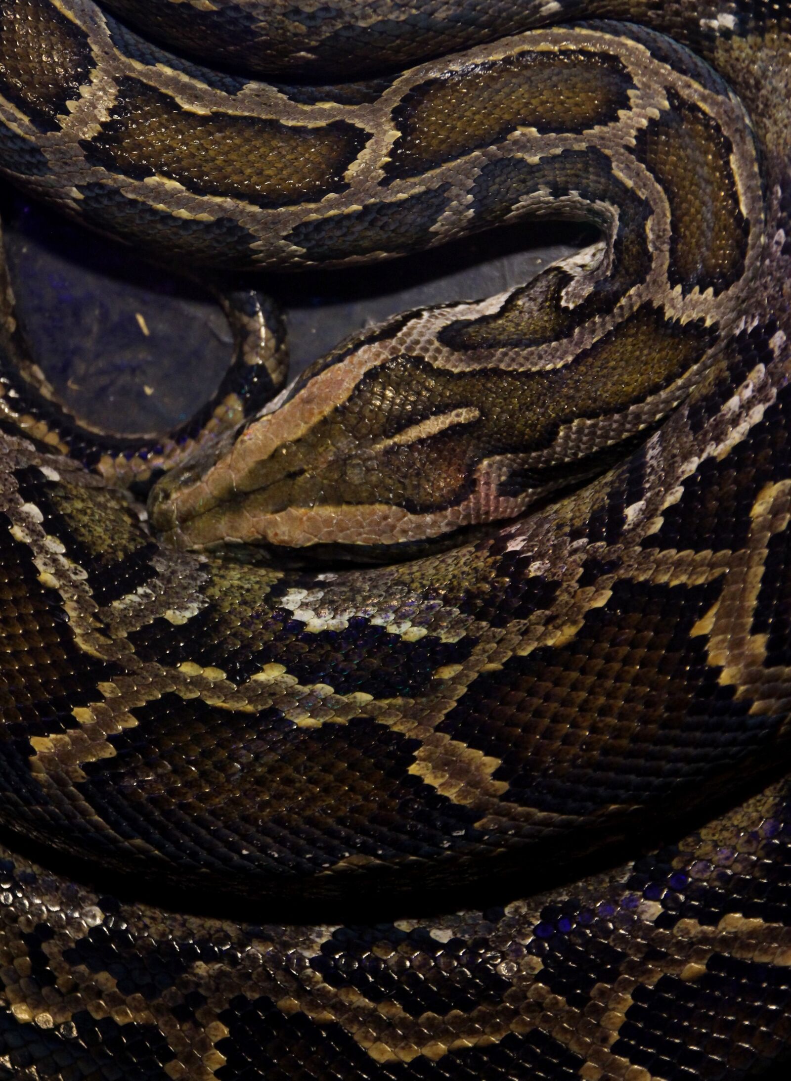 Canon EOS 700D (EOS Rebel T5i / EOS Kiss X7i) sample photo. Snake, reptile, skin photography