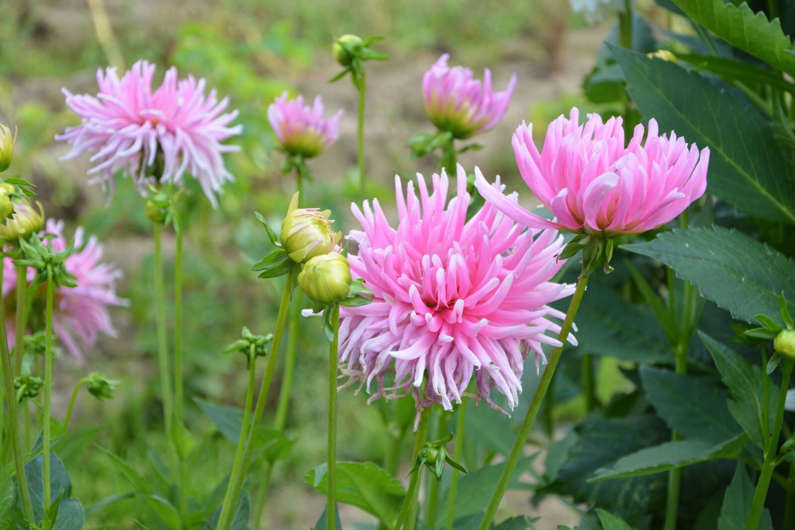 Nikon D5200 sample photo. Pink flowers, nature, garden photography