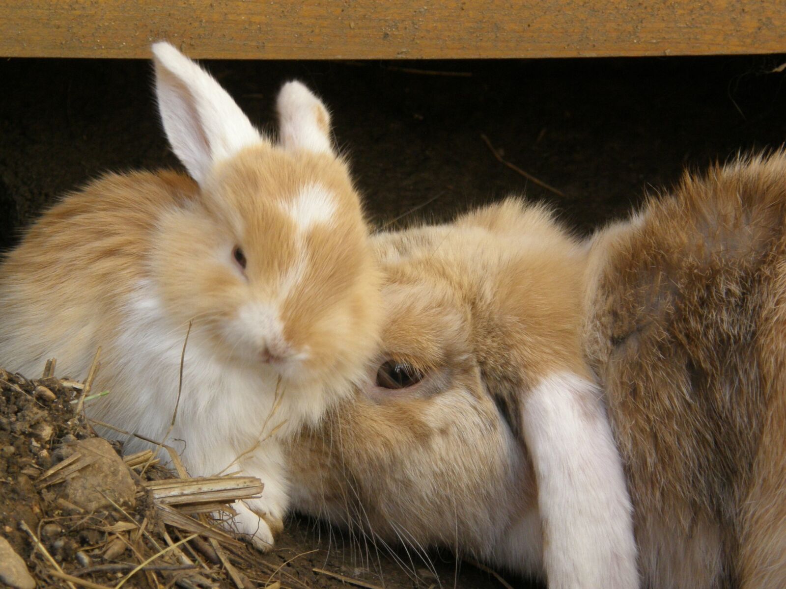 Olympus SP550UZ sample photo. Rabbit, floppy ear, pet photography