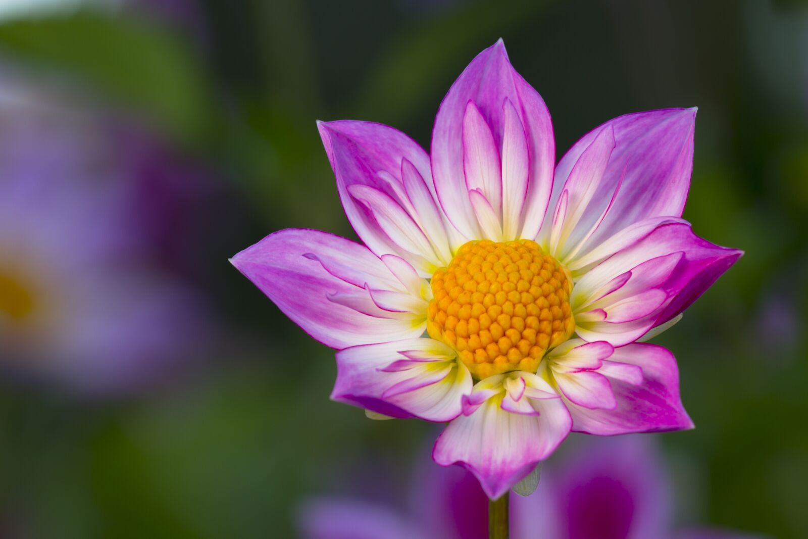 Canon EOS 7D sample photo. Dahlia, blossom, bloom photography