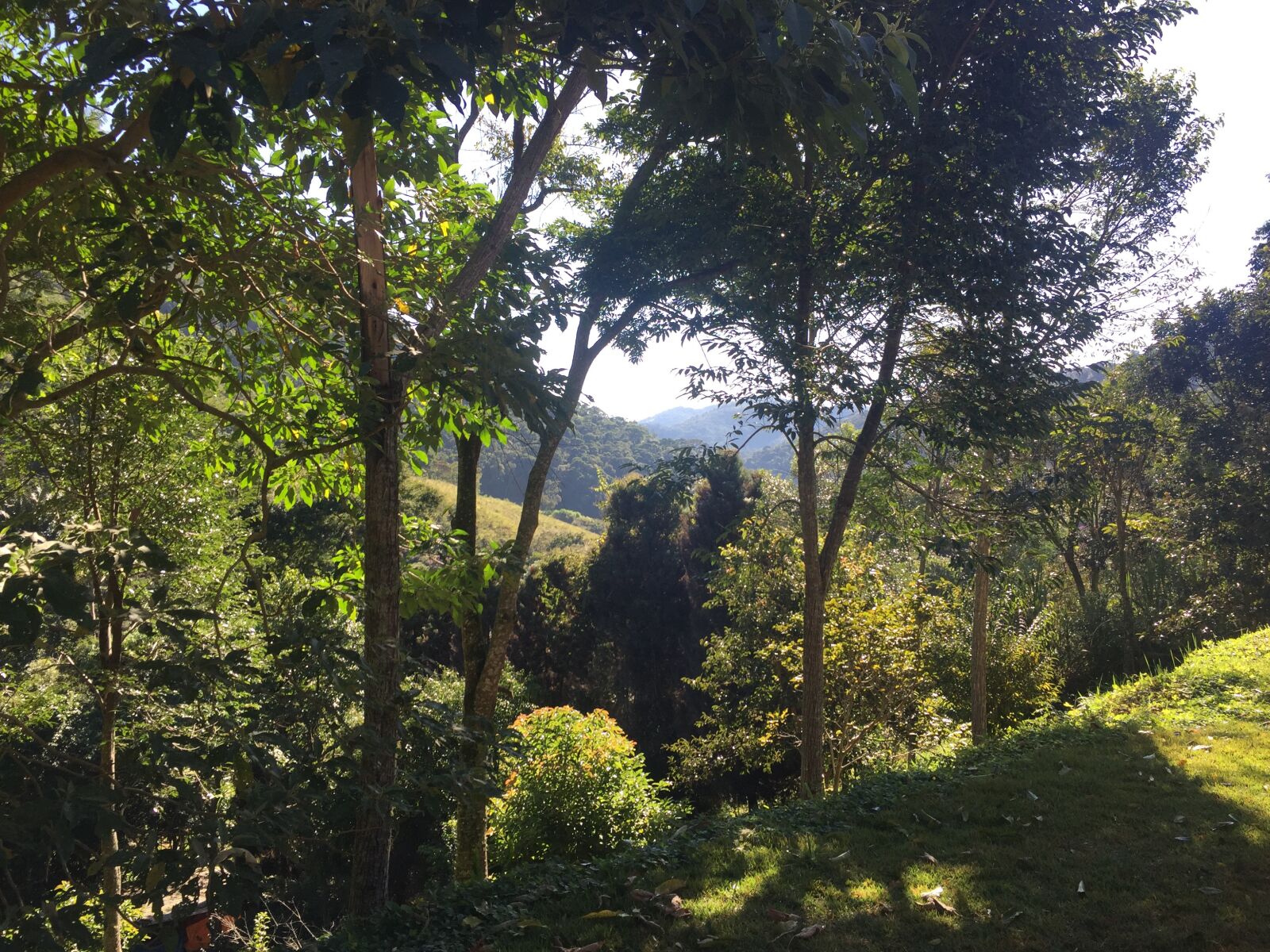 iPhone 6 back camera 4.15mm f/2.2 sample photo. Horizont, trees, outdoor photography