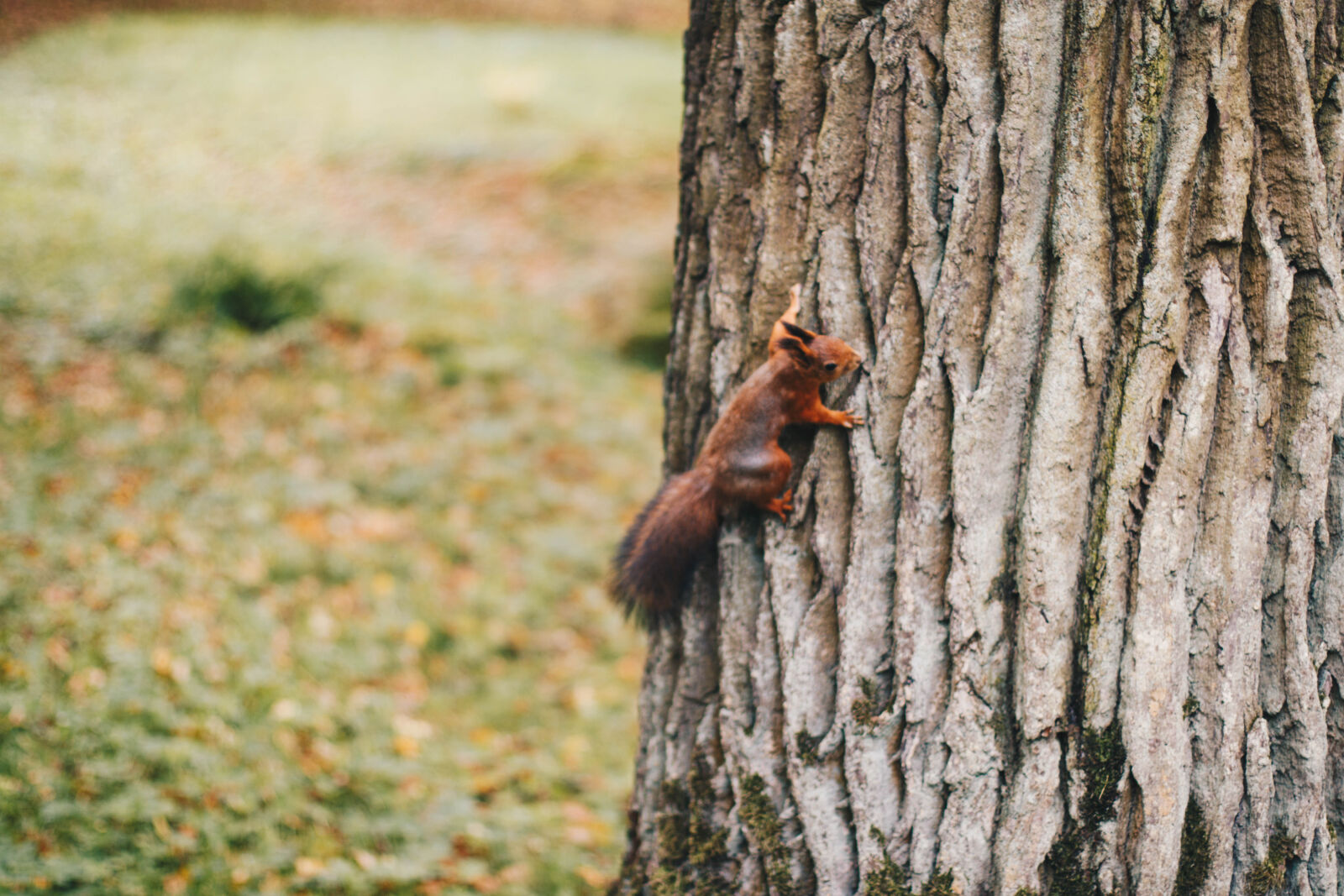 Canon EF 50mm F1.4 USM sample photo. Brown, squirrel, holding, on photography