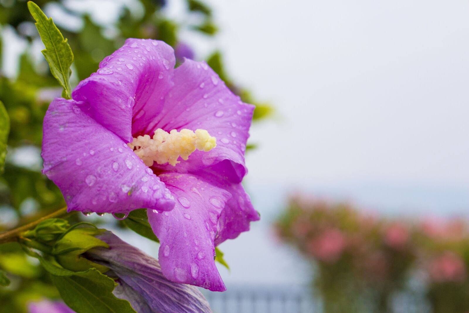 Canon EOS 100D (EOS Rebel SL1 / EOS Kiss X7) sample photo. Hibiscus, flower, croatia photography