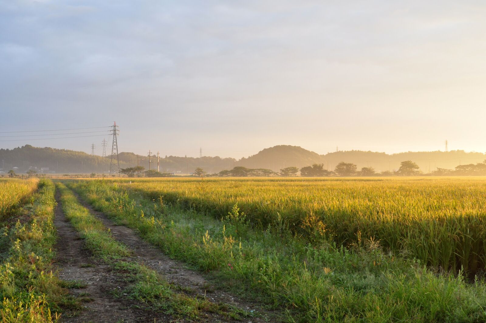 Nikon D90 sample photo. Morning, paddy field, the photography