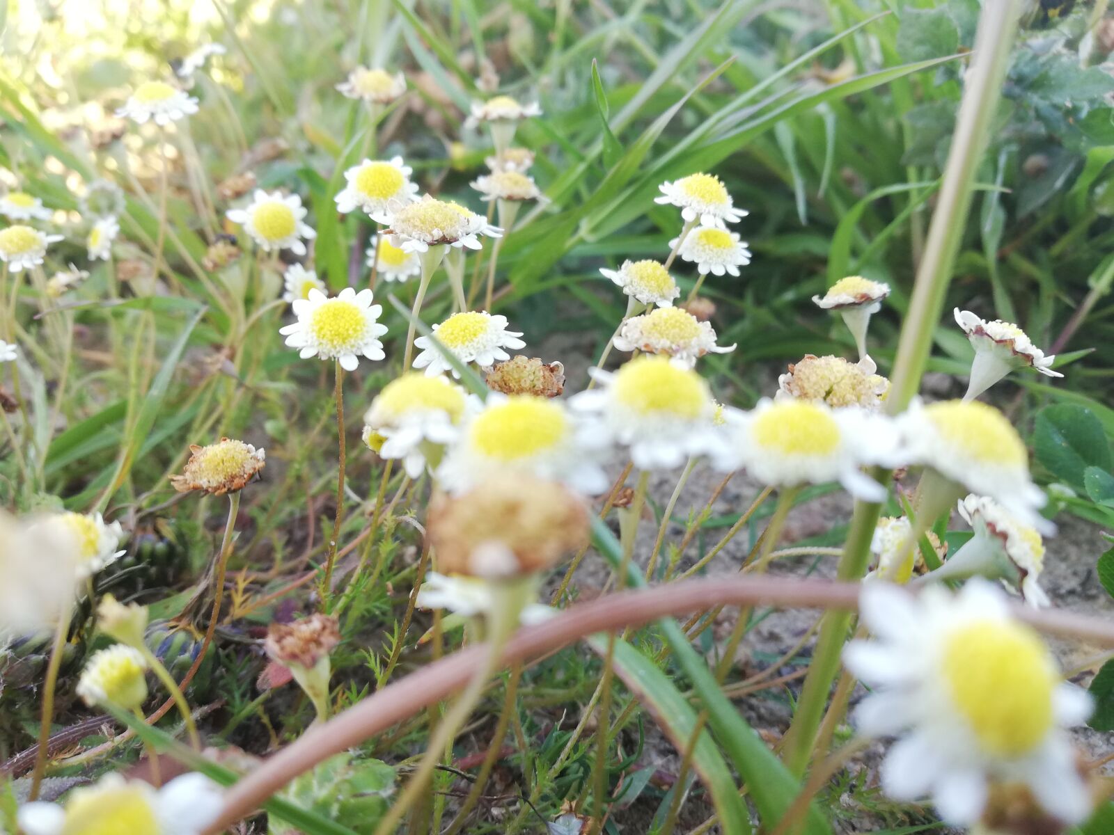 HUAWEI P20 lite sample photo. Flowers, grass, meadow photography
