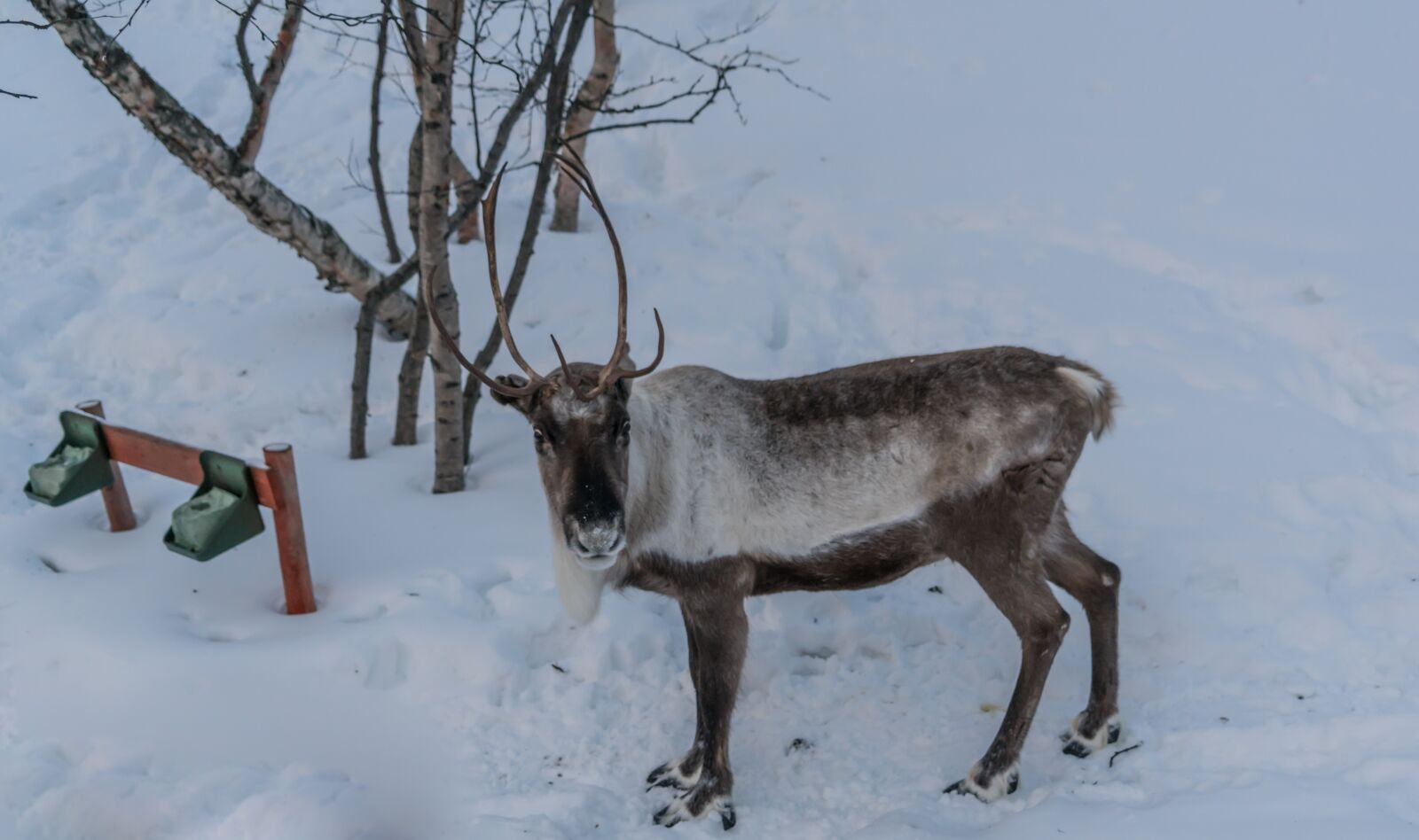 Sony a7R II + Sony FE 24-240mm F3.5-6.3 OSS sample photo. Reindeer, brown, antlers photography