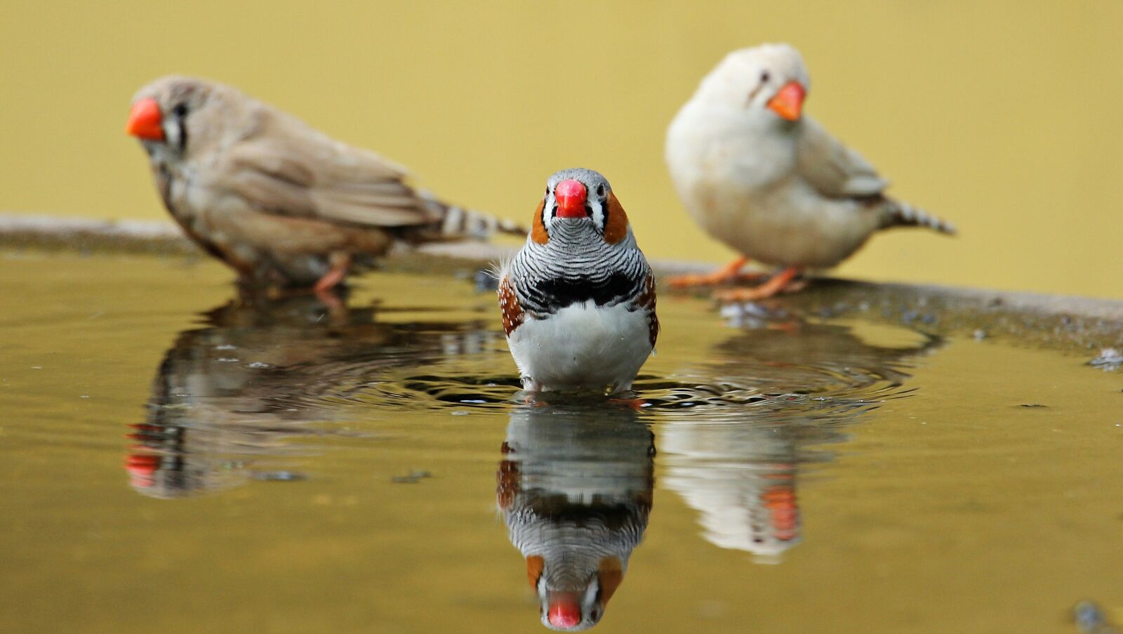 Canon EOS 550D (EOS Rebel T2i / EOS Kiss X4) sample photo. Zebra finch, birds, red photography