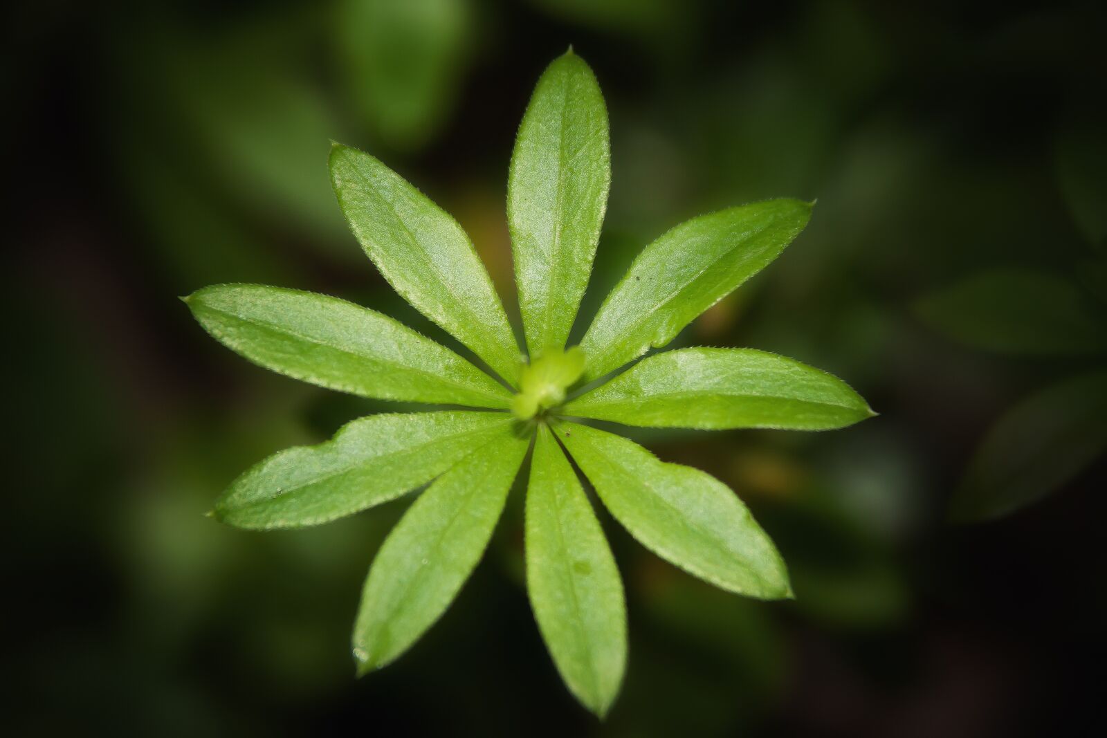 Canon EOS 50D sample photo. Leaf, green, plant photography