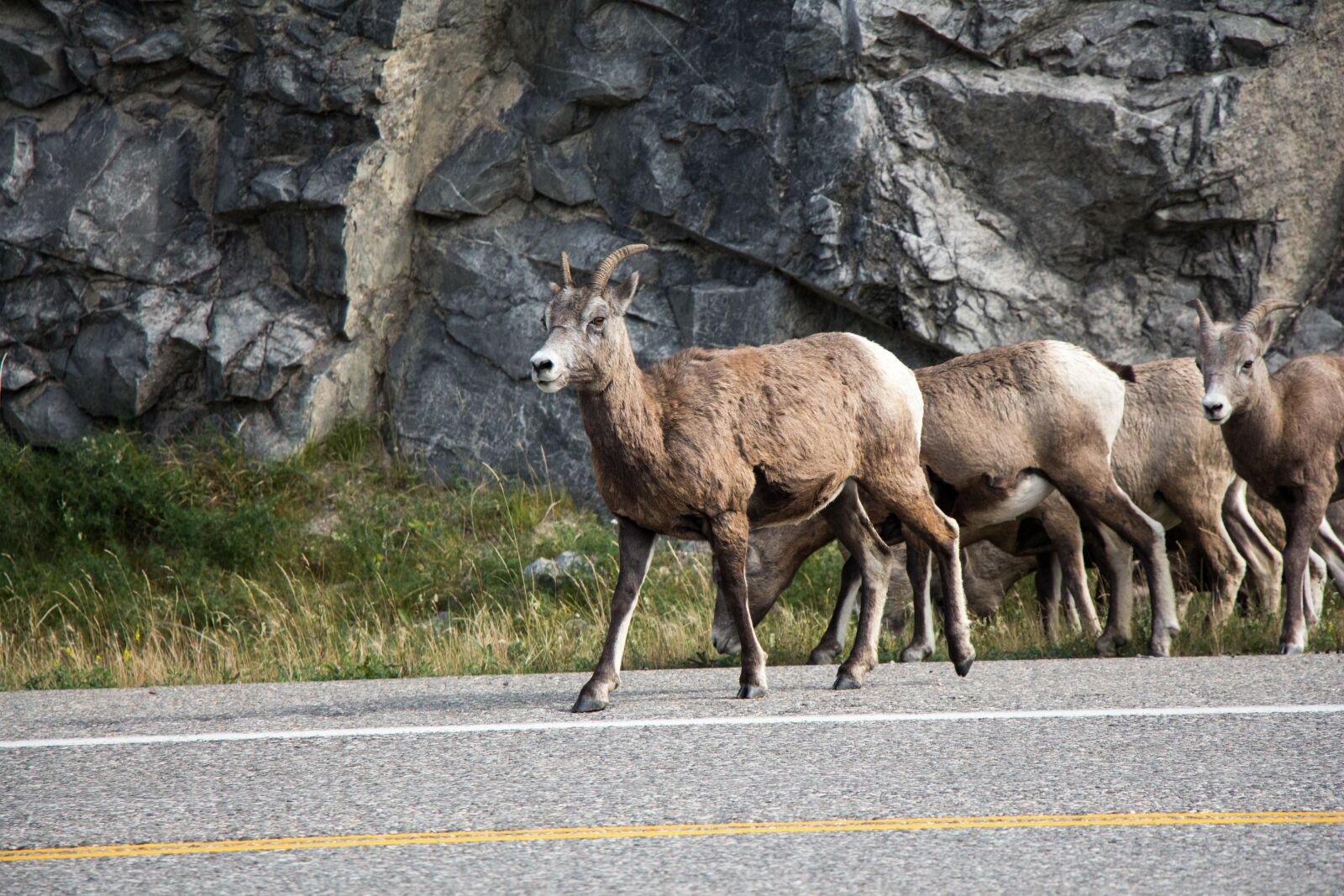 Canon EOS 650D (EOS Rebel T4i / EOS Kiss X6i) sample photo. Mountain goat, jasper, alberta photography