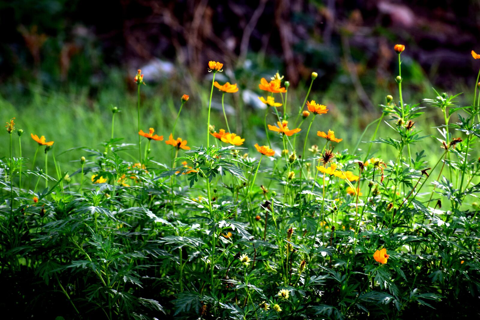 Nikon D3300 sample photo. Grass, green, nature photography