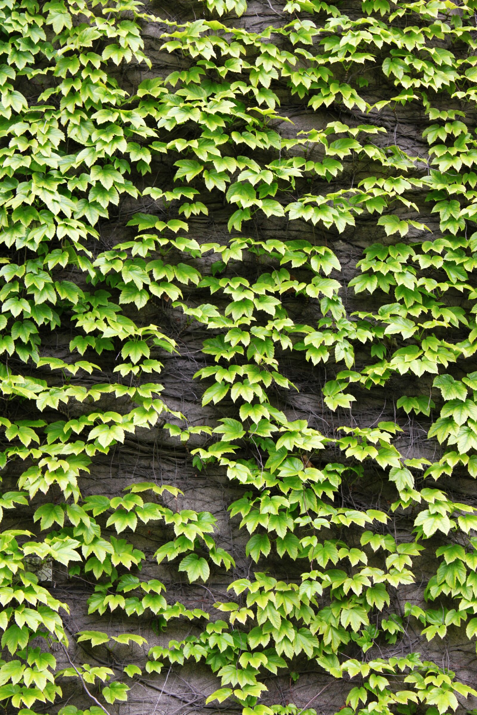 Canon EOS 500D (EOS Rebel T1i / EOS Kiss X3) sample photo. The leaves, green, ivy photography