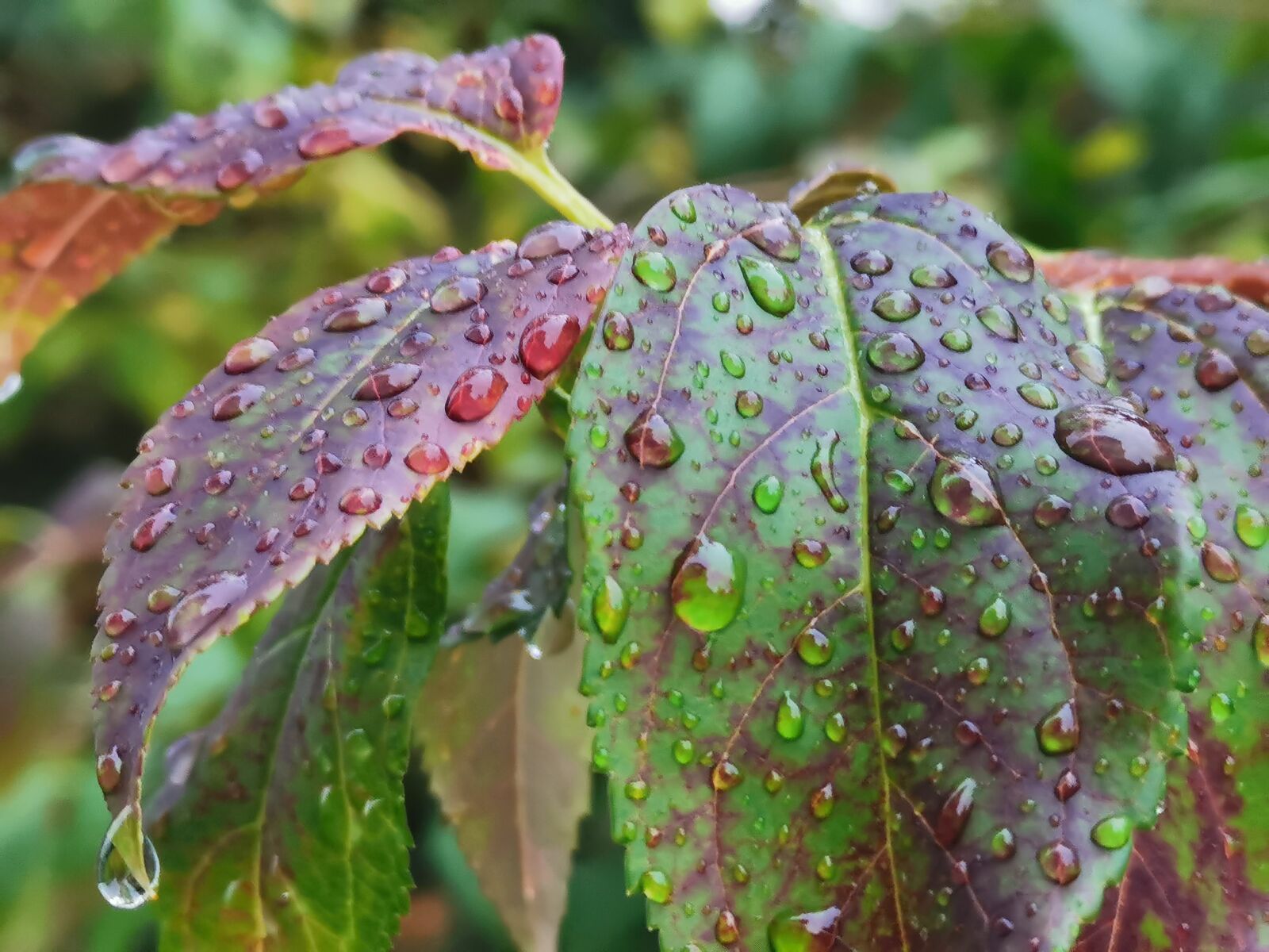 HUAWEI P30 sample photo. Autumn, colorful leaves in photography