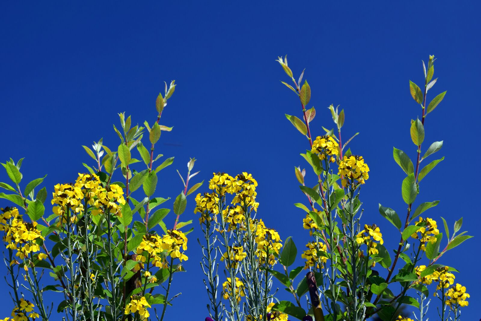 Nikon D3300 sample photo. Meadow, flowers, nature photography