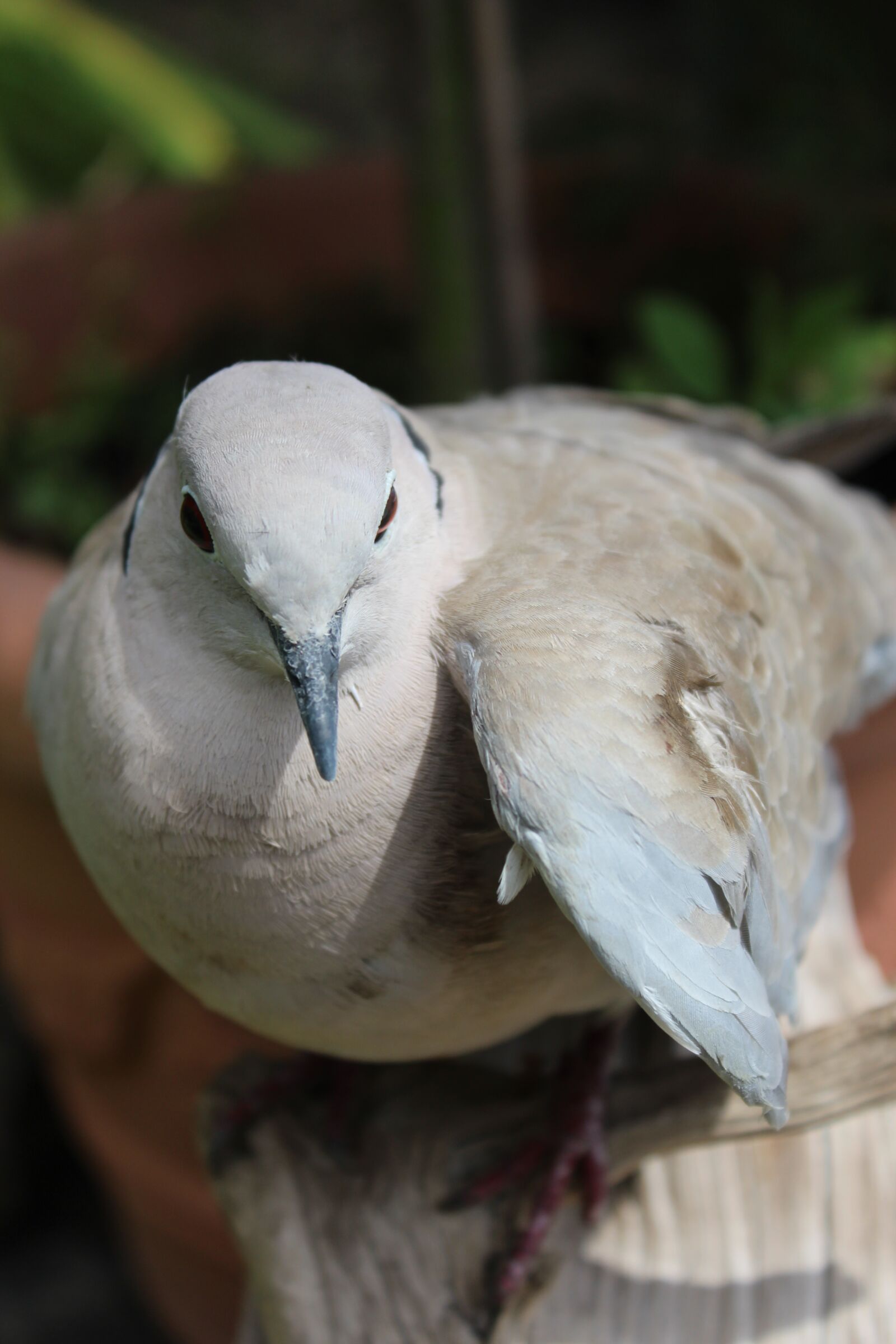 Canon EOS 1200D (EOS Rebel T5 / EOS Kiss X70 / EOS Hi) sample photo. Dove, bird, animal photography