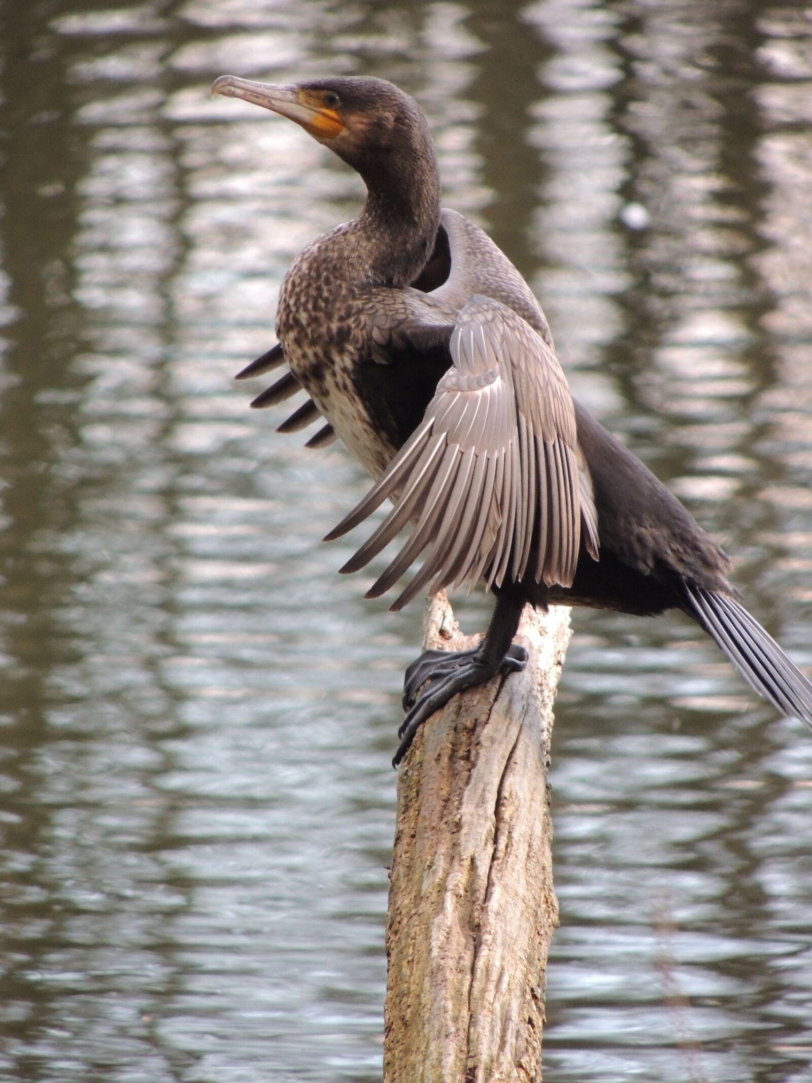 Nikon Coolpix P510 sample photo. Bird, water bird, animal photography